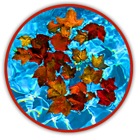leaves-in-pool
