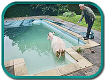 cow-in-pool - this mesh safety cover is trashed!