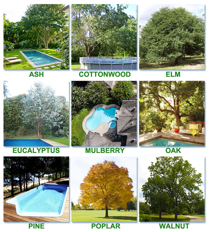 WORST-TREES-TO-PLANT-AROUND-A-POOL