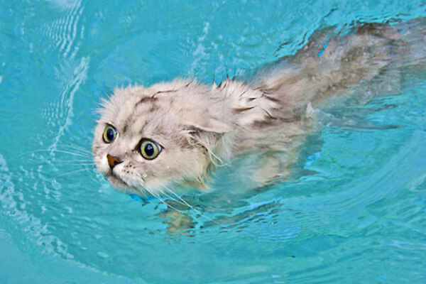 cat-in-the-pool-5