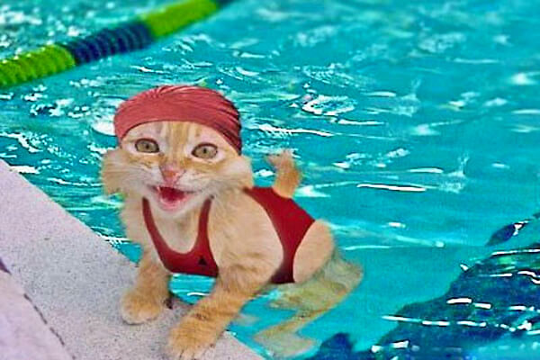 cat-in-the-pool-7