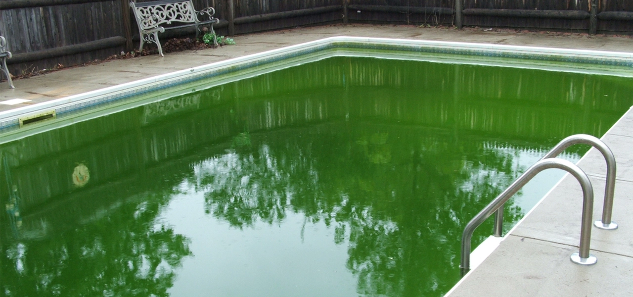 algae pool