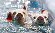 robinsons-racing-pigs-or-paddling-porkers