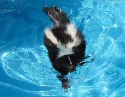 skunk-in-the-pool