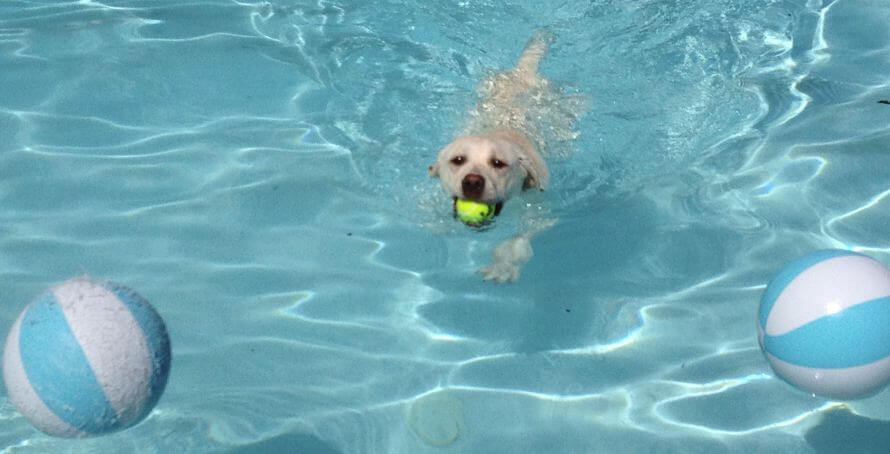 can dogs swim in chlorine pools