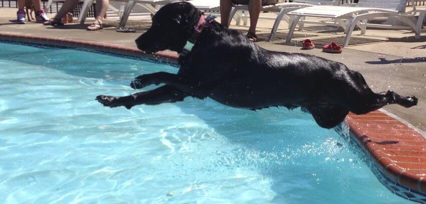 how do i keep my dog out of the swimming pool