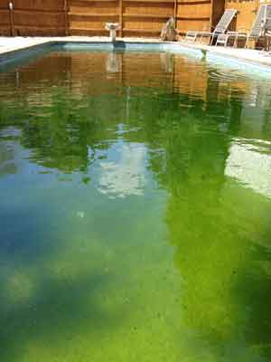 green algae pools