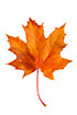 autumn leaf shown, Maple leaf