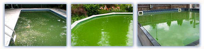black algae in vinyl pool