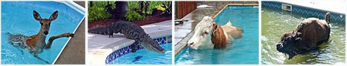 floating animals for pool