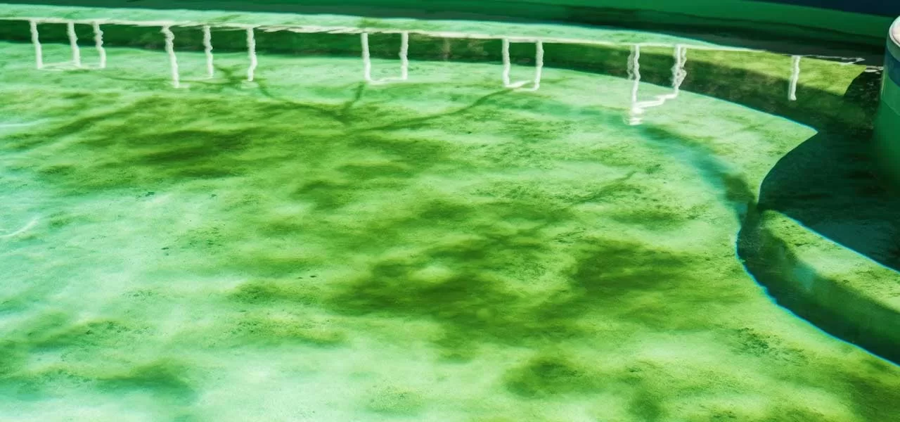 is it safe to swim in a pool with algae
