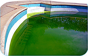 pool is green when opening