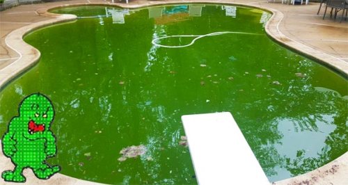 algae build up in pool