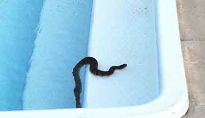 Keeping Animals & Critters Out of Your Pool - In The Swim Blog