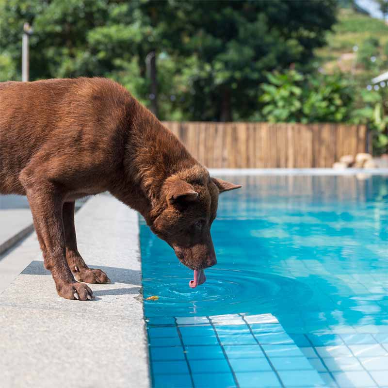 dog drinking pool water