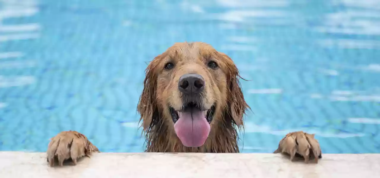 Dogs in the Swimming Poolthumbnail image.