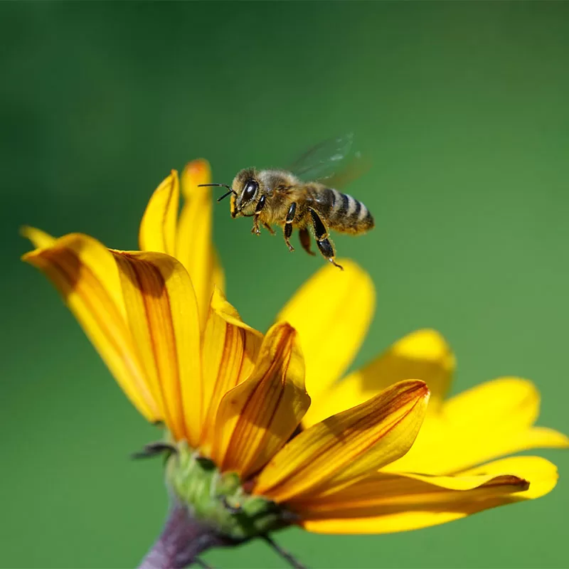 adjust your landscape to keep bees away from the pool