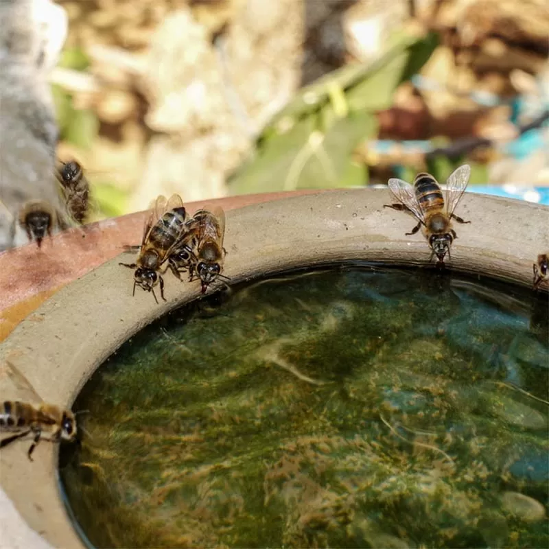 Provide an alternate water source to keep bees away from the pool