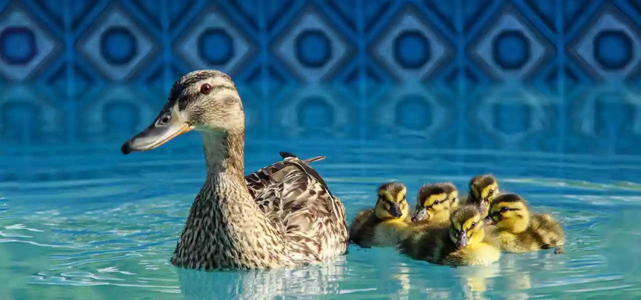 How to Keep Ducks Out of Your Poolthumbnail image.
