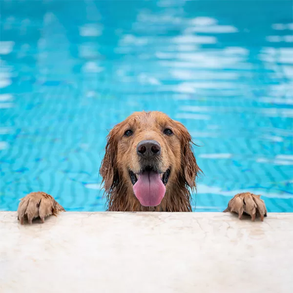 be cautious of your dog's sharp nails in the pool