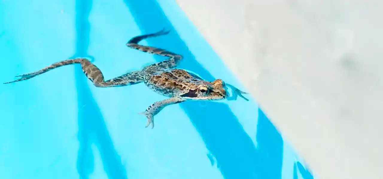 how to keep animals and critters out of pool